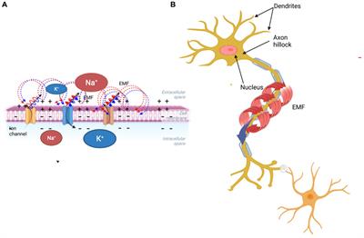 Toward a holographic brain paradigm: a lipid-centric model of brain functioning